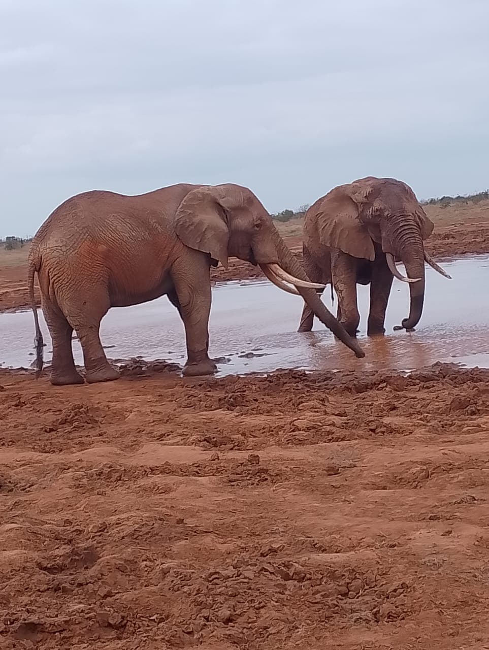 Wildlife Safaris — foto 2